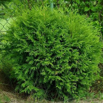 Туя западная Литл Чемпион, 2 года